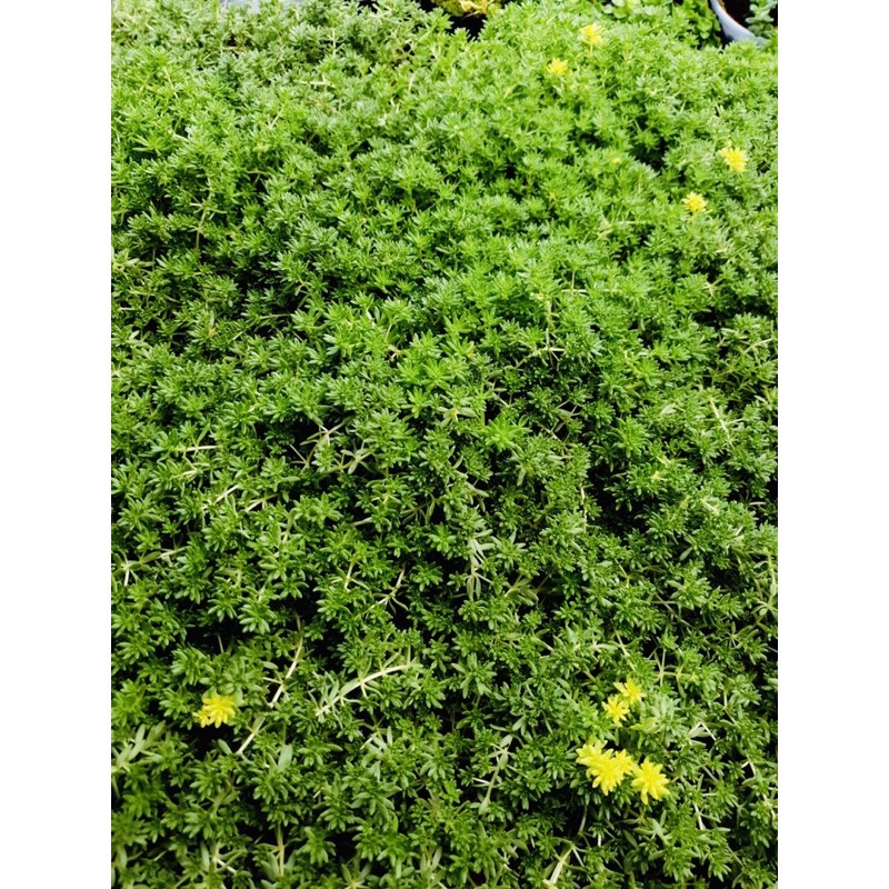 Sen đá sedum xanh SONDA GARDEN size bé 4-5cm, xuất xứ Đà Lạt, khoẻ đẹp, lỗi 1 đổi 1