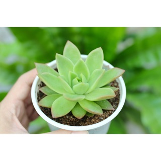 Sen đá xanh nhọn cỡ vừa 9-11cm - Vườn sen đá