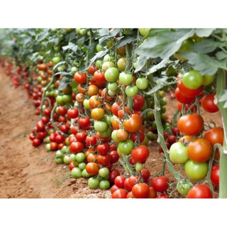 50 hạt giống cà chua bi chùm đỏ