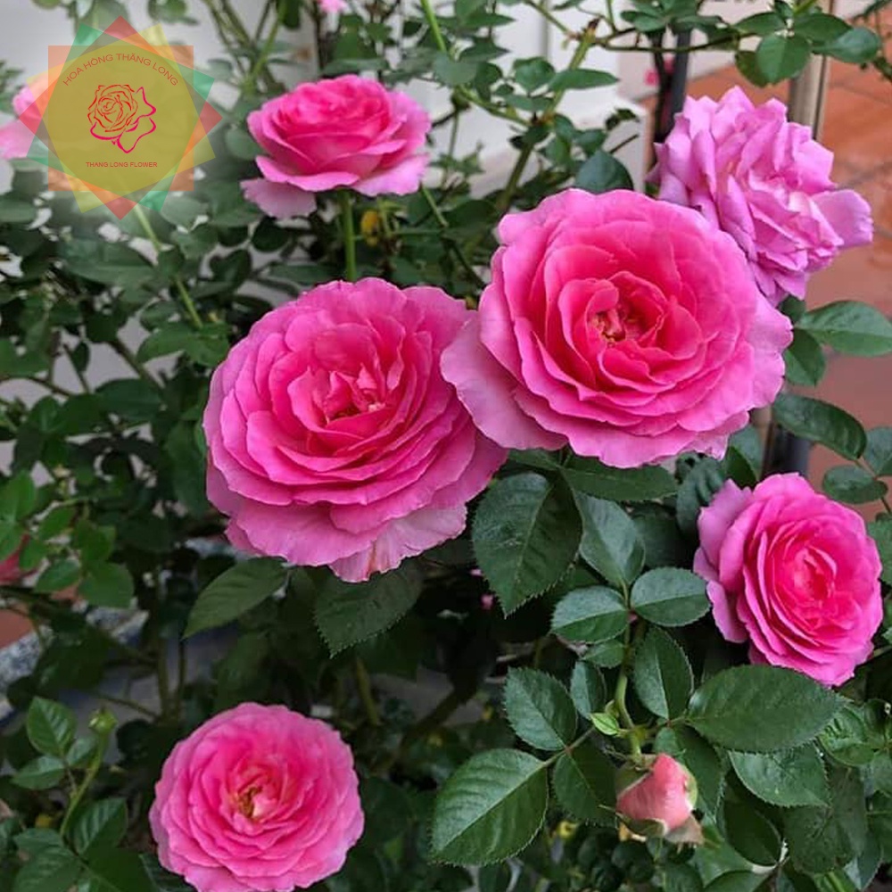 Cây hoa hồng ngoại Bernadette Lafont, hồng siêu thơm  cánh dày - Hoa hồng Thăng Long Flower