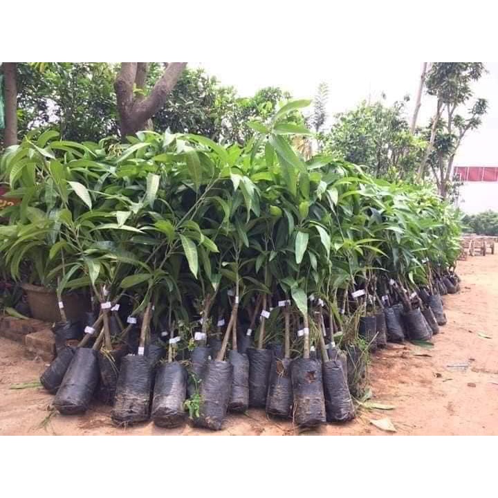 GIỐNG CÂY XOÀI TÍM GHÉP CỰC SAI QUẢ CÓ QUẢ SAU 1 NĂM
