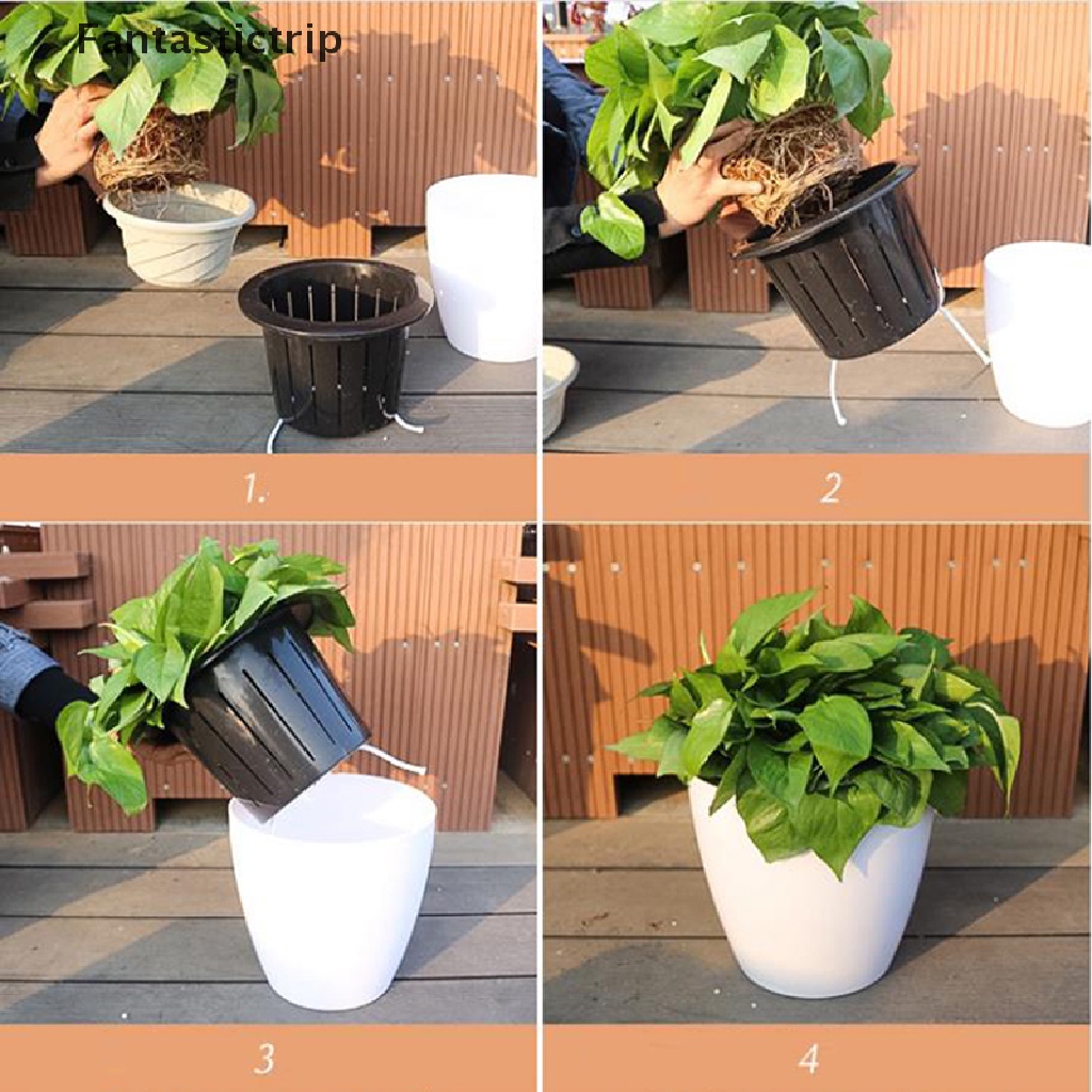 Cây Thủy Sinh Thấm Hút Nước Chất Lượng Cao