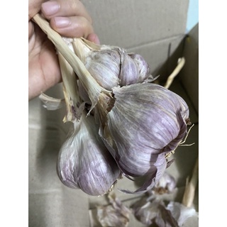 [HCM] Rau thơm ĐÀ LẠT các loại - Rau củ ĐÀ LẠT