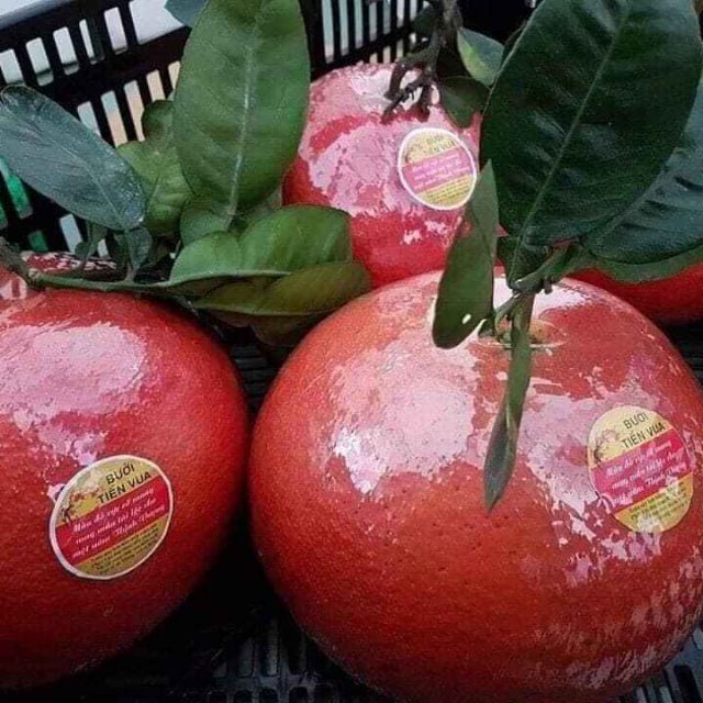 Bưởi đỏ luận văn