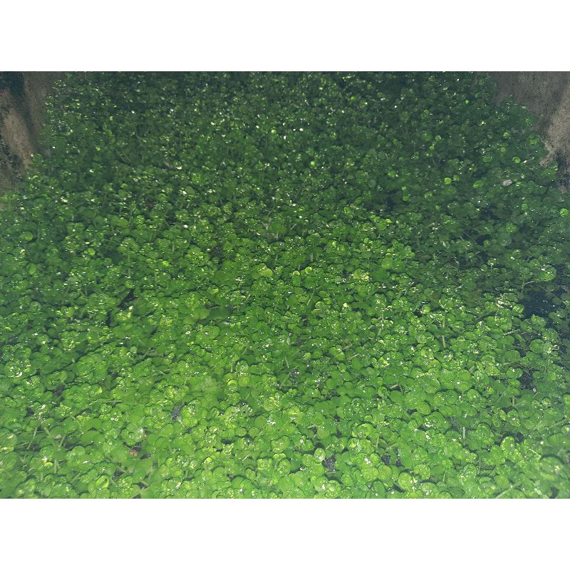 Trân châu ngọc trai lá tròn - cây thủy sinh - cây trãi nền dễ trồng