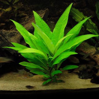 ĐẠI LIỄU  7 CÂY KHÔNG CẦN CO2