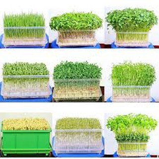 20 gram hạt giống mầm rau cải mơ