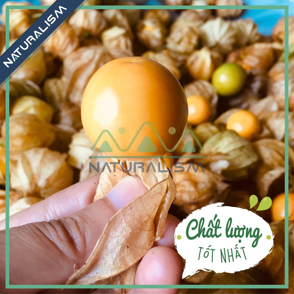 Trái Thù Lù Tươi Quả Thù Lù Nam Mỹ/Việt Nam, Golden berry, Tầm bóp, Cape Gooseberry (Hữu Cơ)