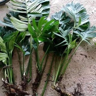 Trầu bà lá xẻ