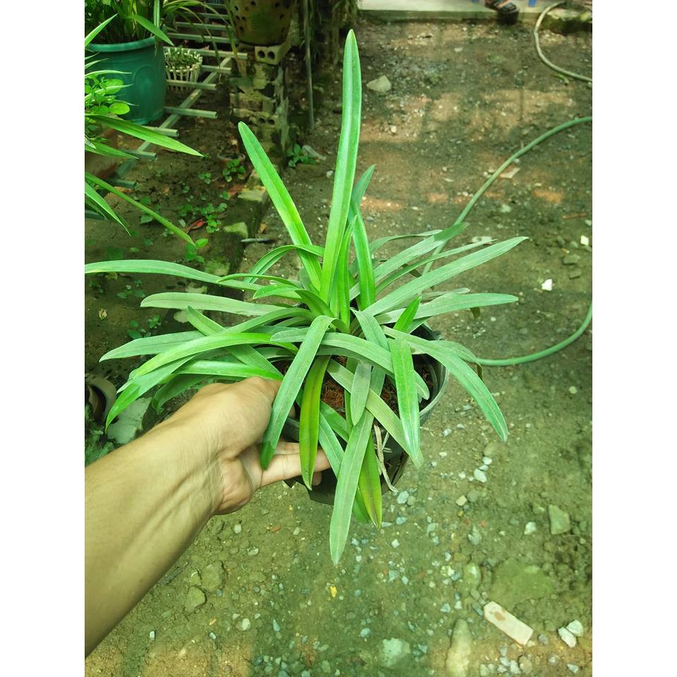 Chậu Lan Hài Vệ Nữ thuần vườn