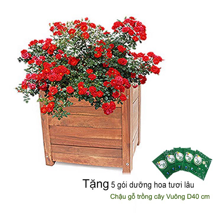 Chậu gỗ trồng cây, hình vuông, D40xR40xC40cm, gỗ Tràm chịu nước, tặng 2 hộp dưỡng hoa tươi lâu |Greenhome