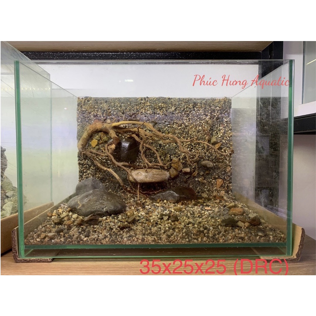 Layout bể thủy sinh