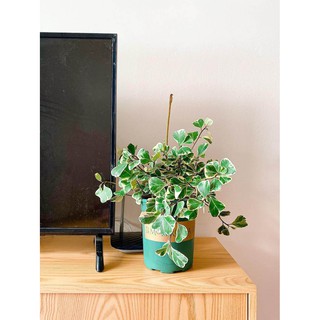 Cây Bàng Lá Tim Cẩm Thạch (Ficus deltoidea Jack f. Variegata, Bàng Lá Tim Cẩm Thạch)