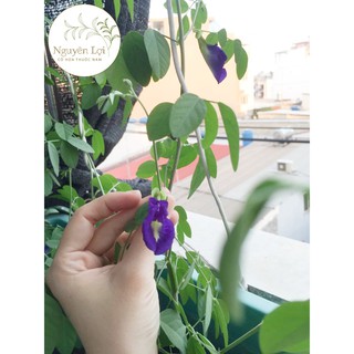 HOA ĐẬU BIẾC (VƯỜN NHÀ KIÊN GIANG)