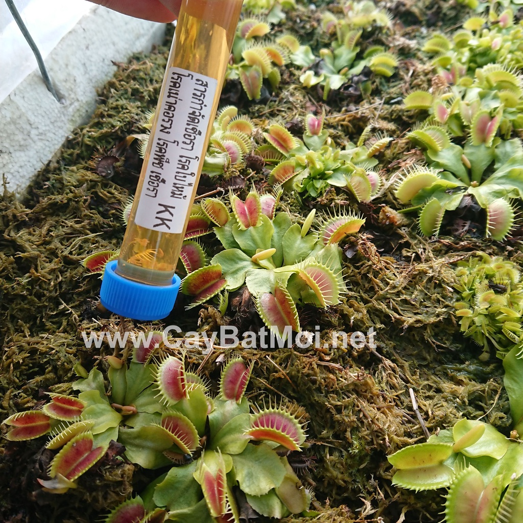 Sirup Phòng Trị Bệnh Nấm Khuẩn Cho Cây Bẫy Kẹp