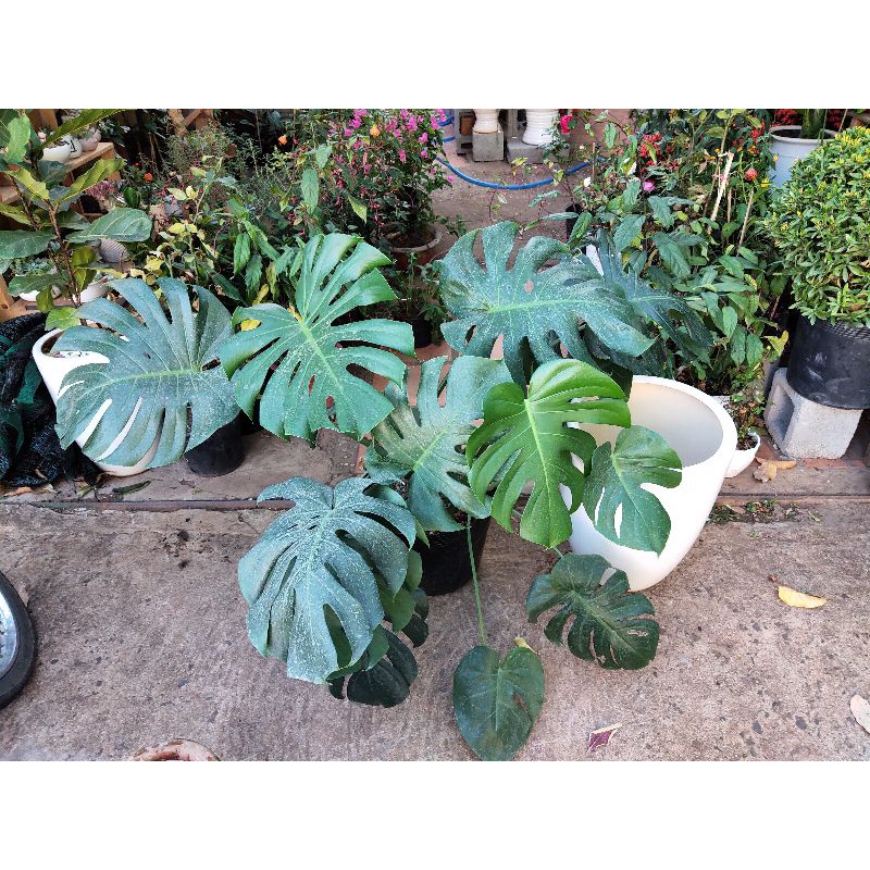 combo 10 cây trầu bà mini