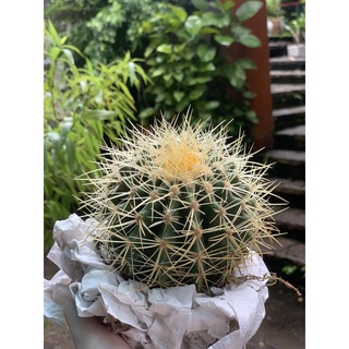 Xương rồng KIM HỔ size to (10cm)