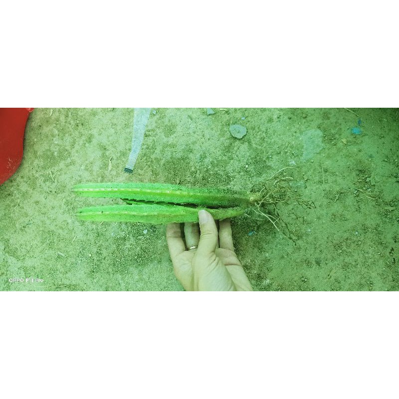 Xương rồng sao 00