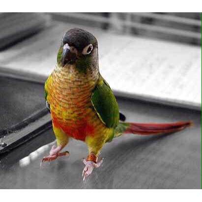 Vòng đeo chân cho chim cảnh có khắc thông tin