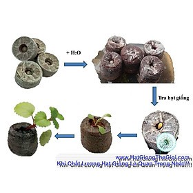 Viên nén ươm hạt - Viên nén xơ dừa Hồng Thanh Garden