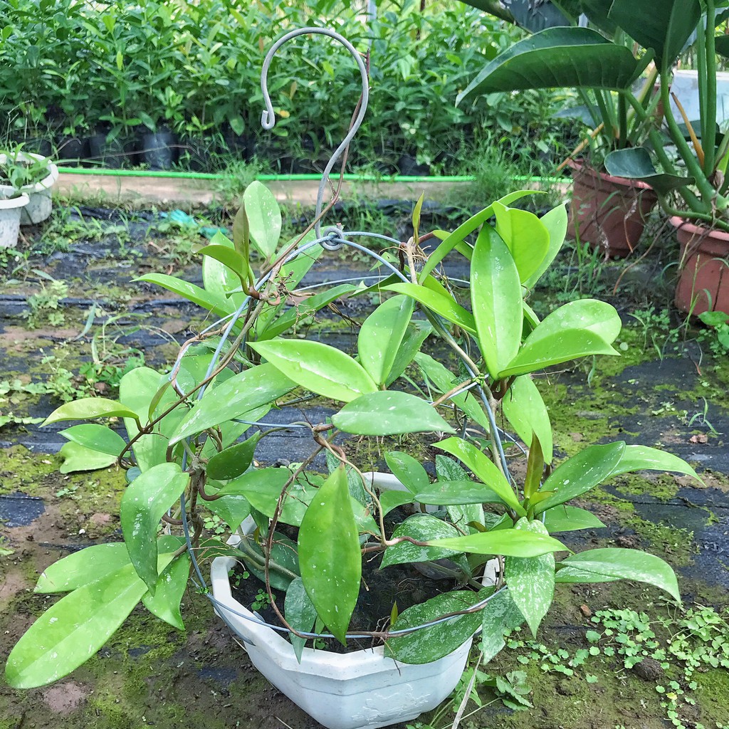 Hoa lan cẩm cù ⚡️GIÁ GỐC TẠI VƯỜN⚡️ cây cao 40-45cm ổn định ,thích hợp treo ban công, trang trí hàng quán sân vườn