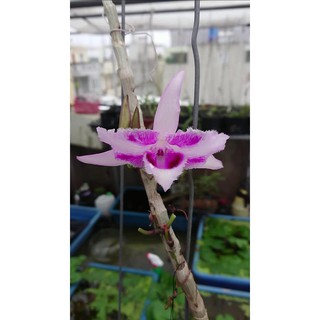 giả hạc 6 mắt thái bình( mua 5 tặng 1)