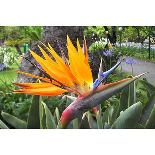 CÂY GIỐNG HOA THIÊN ĐIỂU SIÊU ĐẸP MANG NHIỀU Ý NGHĨA ĐẸP