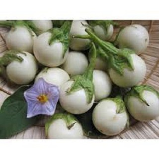 Hạt giống Cà Pháo Trắng cao sản, trồng 4 mùa, thu quả quanh năm, kinh tế cao