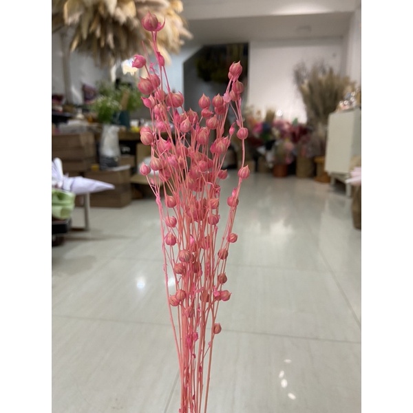 Hoa cỏ khô Flax trang trí, decor nhà cửa