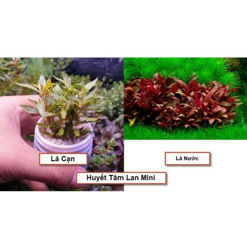 Cây thủy sinh Huyết Tâm Lan mini - dễ trồng không cần c02