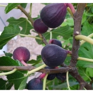 Hạt giống sung Mỹ (sung ngọt, sung đường) 10 hạt/ gói