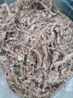 100g Rêu Sâu Chi Lê cao cấp trồng Lan