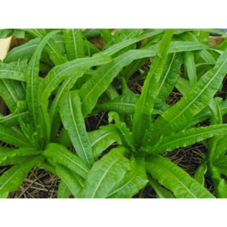 Hạt giống rau diếp thơm