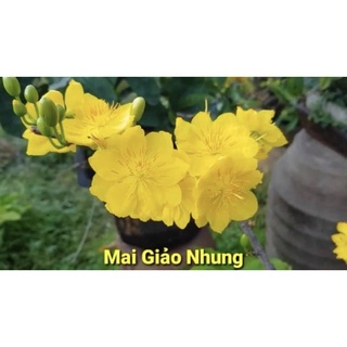 MAI GIẢO NHUNG (phôm hoa đẹp, cánh hoa tròn) ghép gốc mai vàng con quấn rễ làm bonsai để bàn.