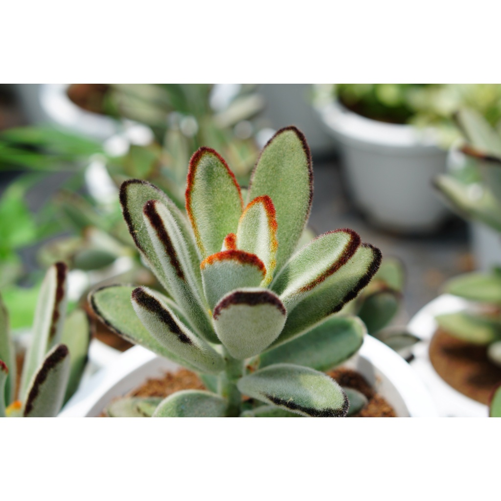 Sen Đá Nhung Lông Đen chậu lớn, siêu cute, dễ trồng, Hàng Đà Lạt, Lỗi 1 đổi 1