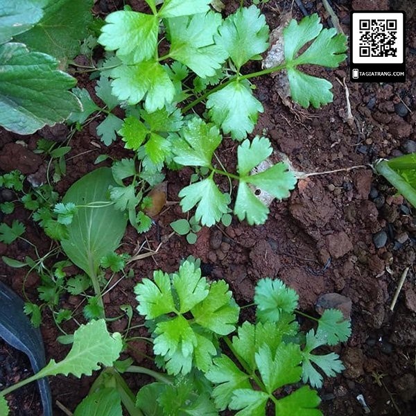 [Bán sỉ] - Hạt giống rau cần tây