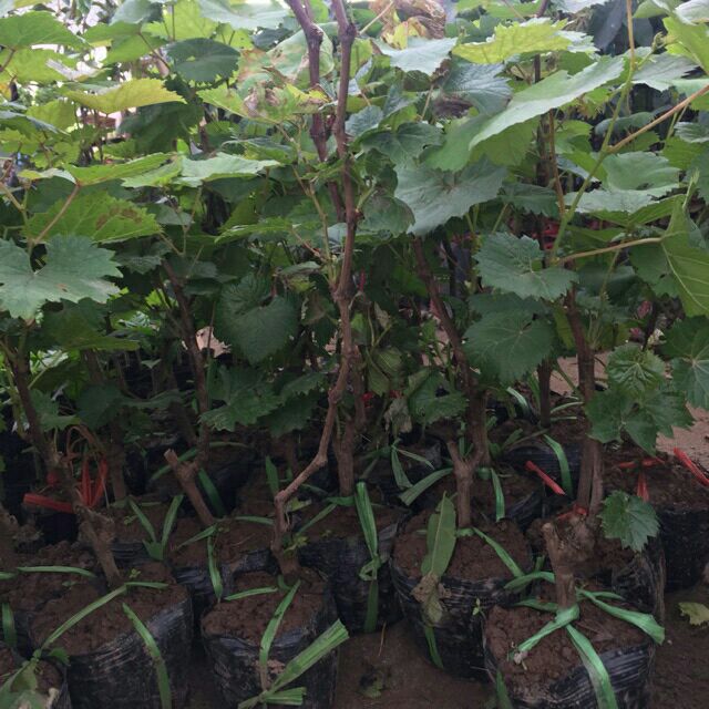 CÂY NHO NGÓN TAY MỸ 8 THÁNG CHO QUẢ