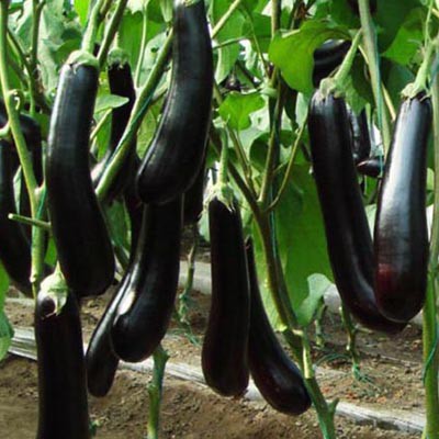 30 Hạt giống cà tím dài đen