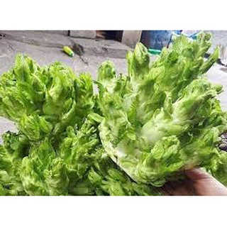 Hạt giống cải mầm đá