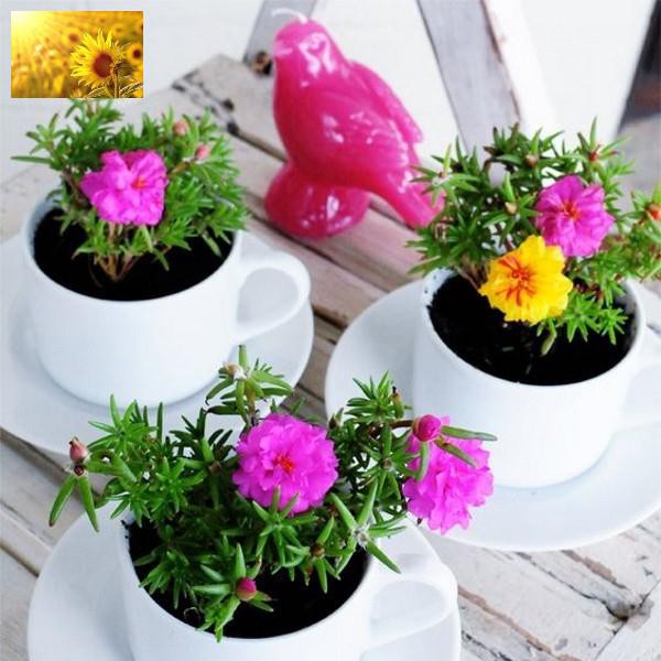 Hạt Giống Hoa Mười Giờ Mỹ Kép Mix Nhiều Màu  - MUA 3 TẶNG 1 CÙNG LOẠI