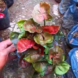 Syngonium Maria Alusio