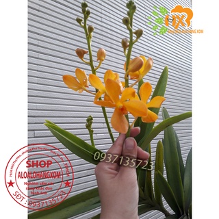 combo 2 cây lan mokara vàng nến cây giống cao từ 25-35cm