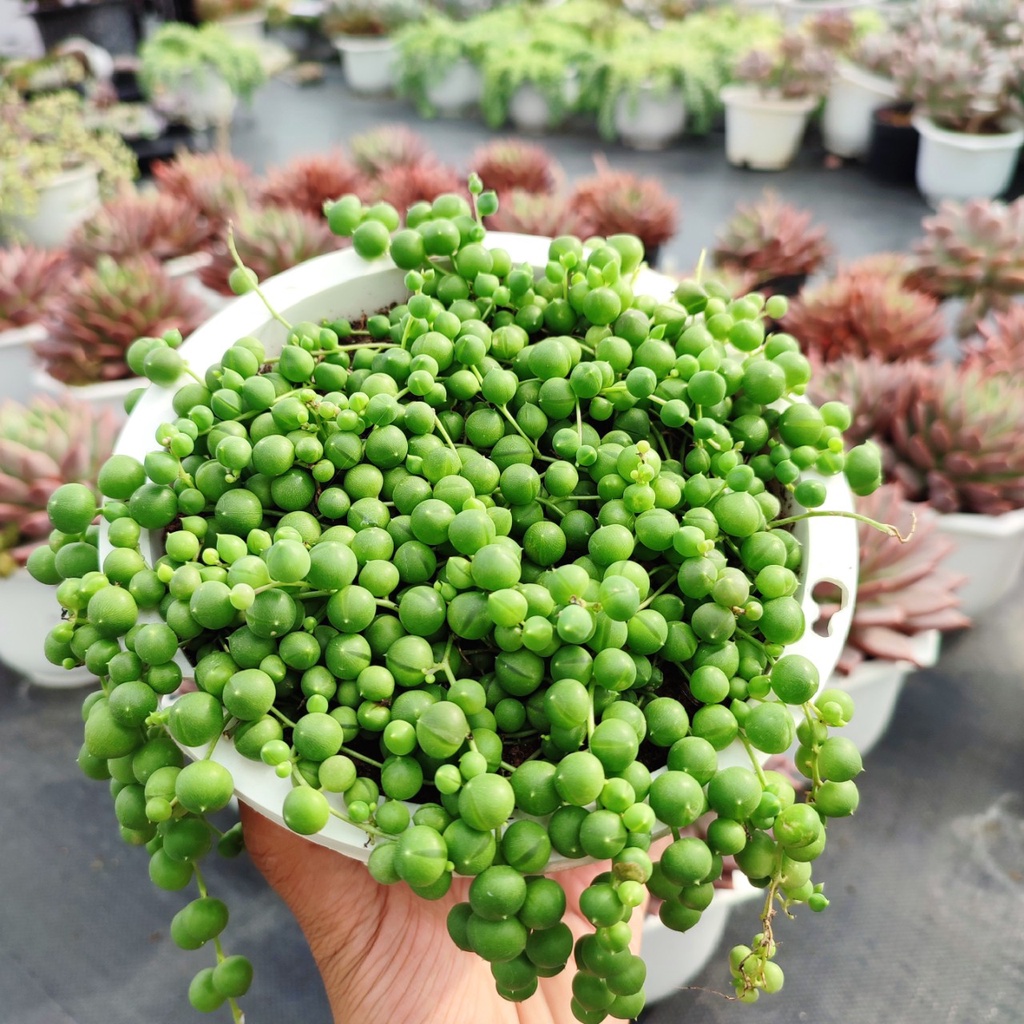 Sen Đá Hạt Ngọc Tròn Size Đại 13-15cm Siêu Đẹp, Vườn Sen Đá PANDAA GARDEN Đà Lạt Đã Thuần Khí Hậu, Lỗi 1 Đổi 1