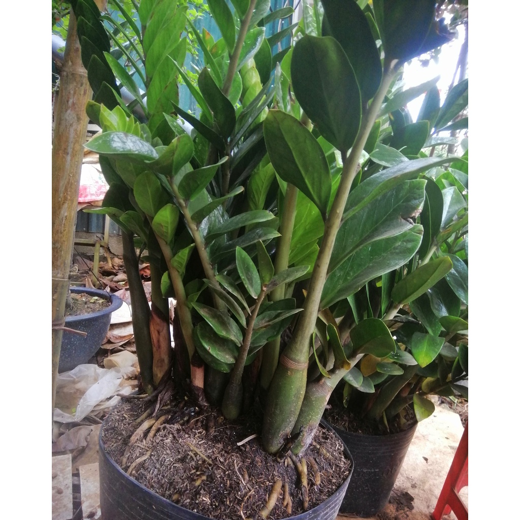 Cây Kim Tiền - Kim Phát Tài