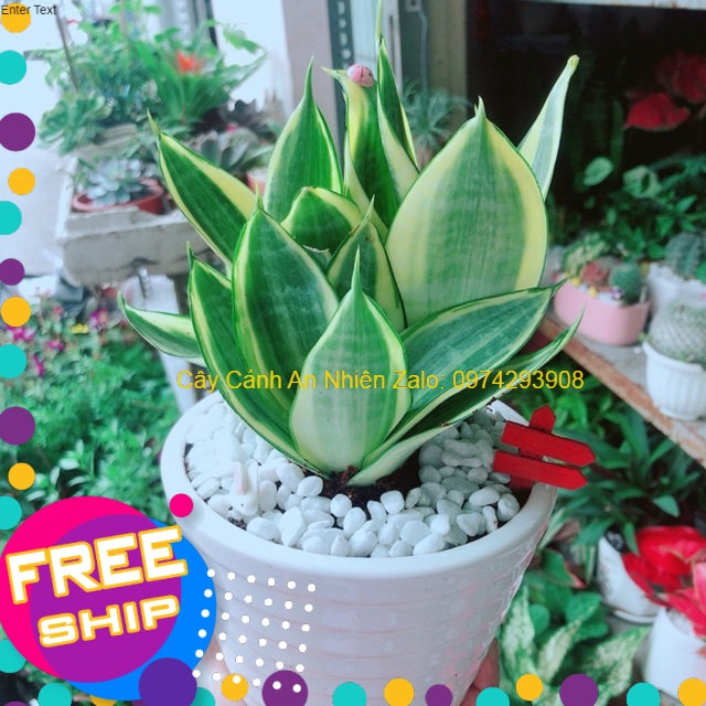 Chậu Lưỡi Hổ Thái
