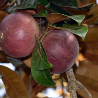 Cây vú sữa tím lò rèn