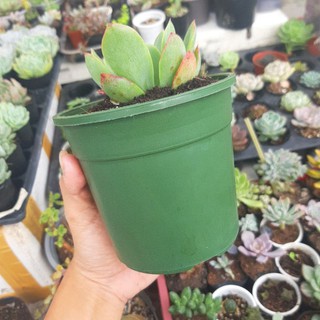 Chậu Nhựa Tròn Nghị Hoa Thakico size 12x11