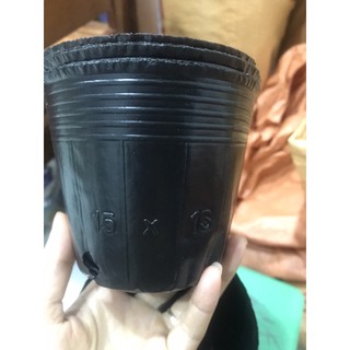 130 túi bầu ươm cây 0,5kg mã 15*13