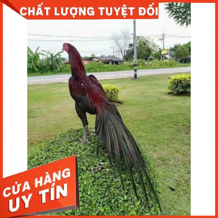 Thuốc thay lông cho gà đá 1 vĩ 10 viên-ra lông nhanh gấp 3 4 lần