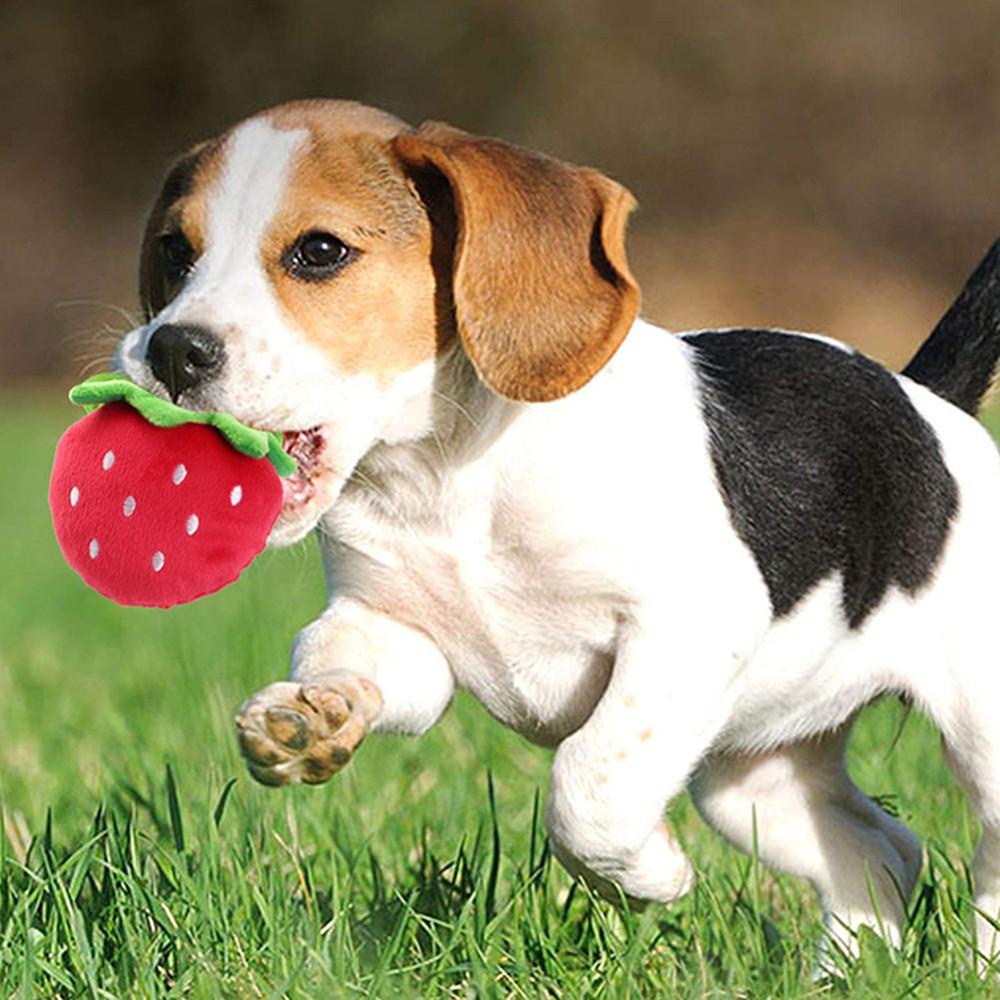 Đồ Chơi Ngậm Nướu Hình Chiếc Răng Dễ Thương Xinh Xắn